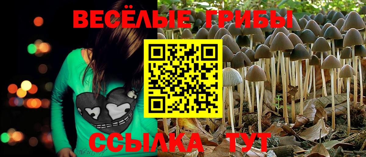 Псилоцибиновые грибы Psilocybe  Псилоцибиновые грибы прущие грибы  Ангарск  Вход с VPN 